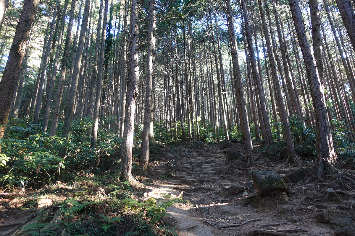 しばらくは杉の木の山道を登ります