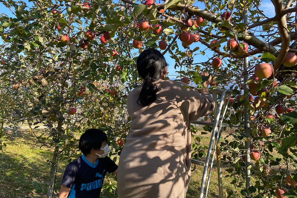 リンゴ狩り