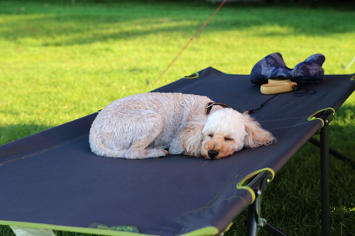 キャンプ場で休憩する犬