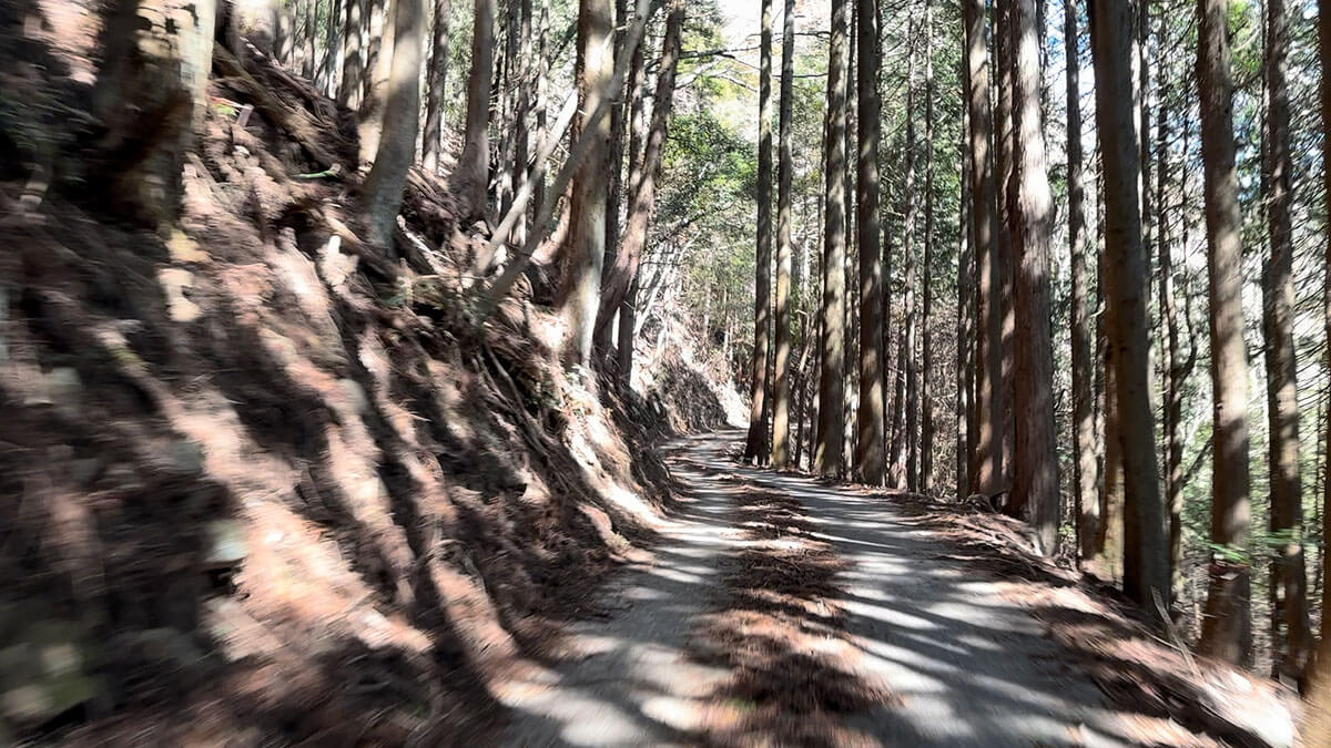 森林文化の森 思親山の森への道