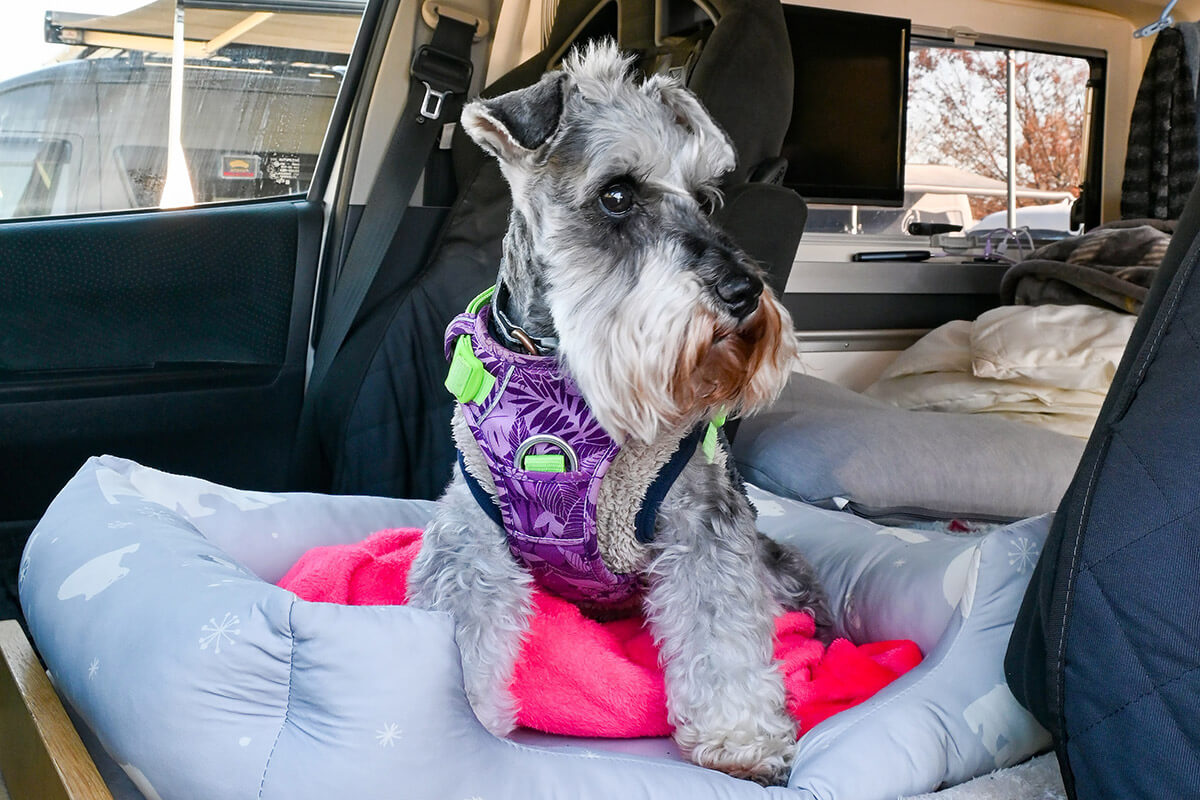 小川さんの愛犬