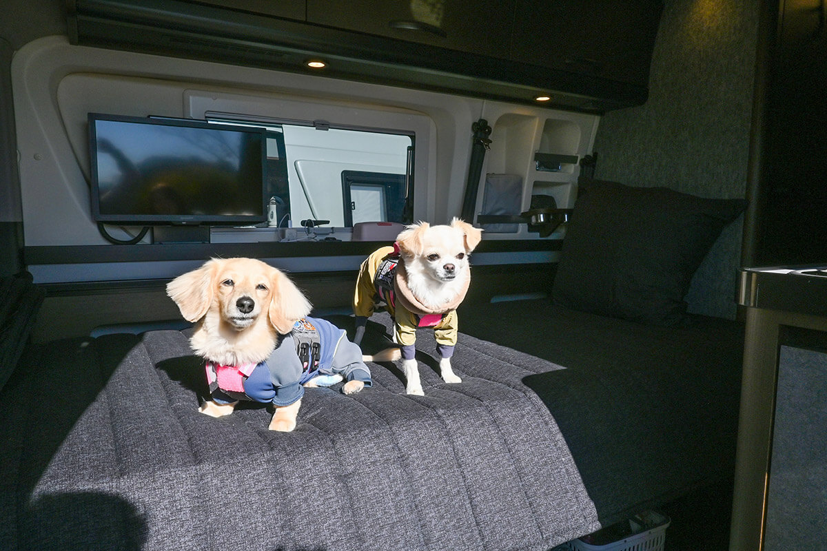 澤野さんの愛犬