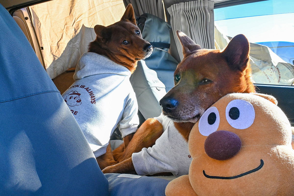 くつろぐワンズ